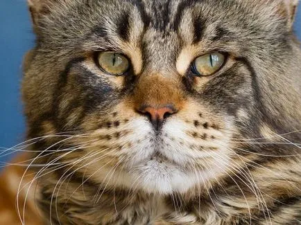 Cea mai mare felina din lume (24 poze) - iubitorii de site-ul de animale