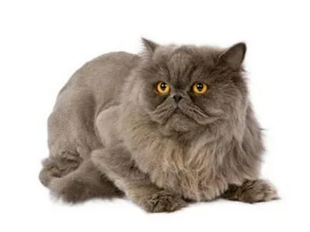 Cele mai populare rase de pisici 1 (cea mai populara rasa de pisici) Cele mai populare rase de pisici 1