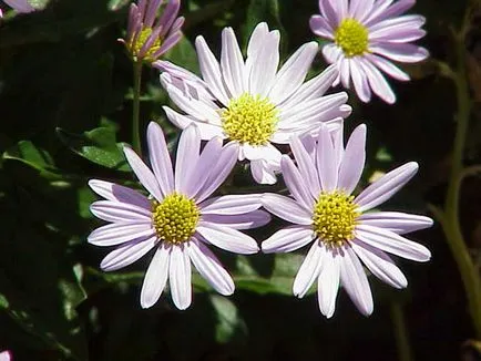 Cele mai puternice plante magice