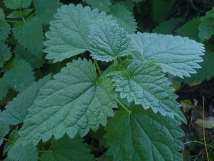 Cele mai puternice plante magice