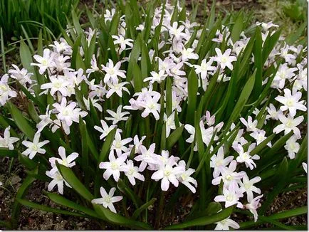 Cele mai timpurii flori de primavara (primula mari care infloresc) Cele mai timpurii flori de primavara