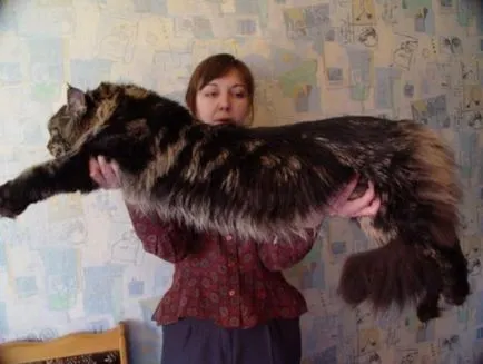 Cea mai mare felina din lume - o sursă de bună dispoziție