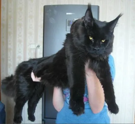 Cea mai mare felina din lume - o sursă de bună dispoziție