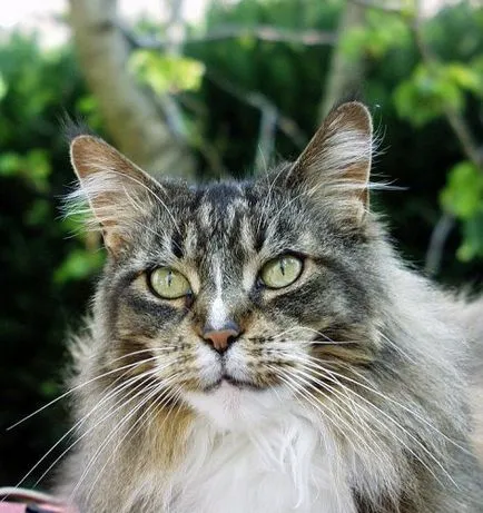 Cea mai mare felina din lume (24 poze) - iubitorii de site-ul de animale