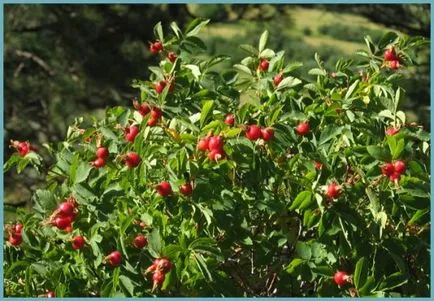 Măceșe, de plantare și îngrijire în câmp deschis, soiuri foto, cultivare și reproducere, a bolilor și (mărăcini) Măceșe, de plantare și îngrijire în câmp deschis, soiuri foto, cultivare și de reproducere, a bolilor și