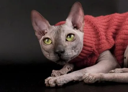 Sphinxes - îngrijire și întreținere, în special de îngrijire a pielii (de îngrijire) Sphinxes - îngrijire și întreținere, în special de îngrijire a pielii
