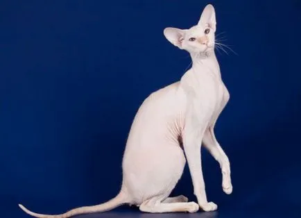 Sphinxes - îngrijire și întreținere, în special de îngrijire a pielii (in special) Sphinxes - îngrijire și întreținere, în special de îngrijire a pielii