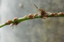 insecte Scala de pe plante pentru a vindeca flori acasă de la insecte scara de îngrijire a plantelor