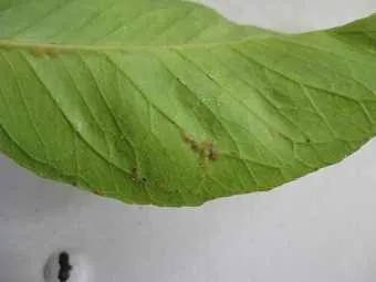insecte Scala de pe plante pentru a vindeca flori acasă de la insecte scara de îngrijire a plantelor