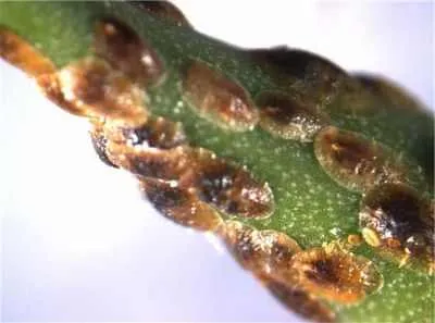 insecte Scala de pe plante pentru a vindeca flori acasă de la insecte scara de îngrijire a plantelor