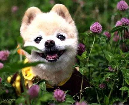 Shunsuke - câine cel mai fermecător Japonia 1 (cel mai bun) Shunsuke - cel mai fermecător câine Japonia 1