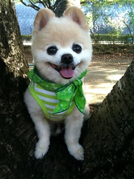 Shunsuke - câine cel mai fermecător Japonia 1 (cel mai bun) Shunsuke - cel mai fermecător câine Japonia 1