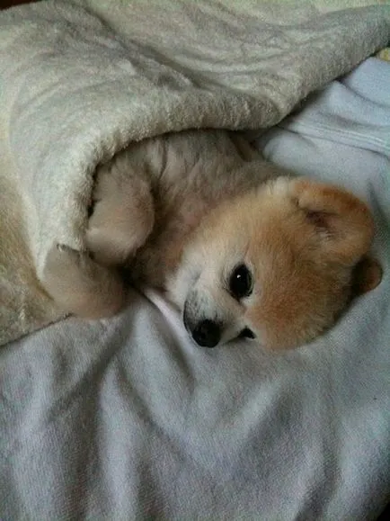 Shunsuke - câine cel mai fermecător 1 Japonia (Japonia) Shunsuke - cel mai fermecător câine Japonia 1