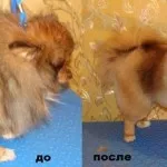 Cât de mult se gulerele cu purici pentru câini (guler) Cât costă gulerele purici pentru câini