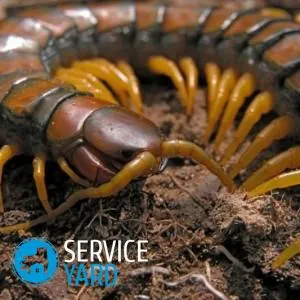 Centipede în casă - a scăpa, serviceyard-confortul casei dvs. la vârful degetelor (casa) Centipede în casă - a scăpa, serviceyard-confortul casei dvs. la îndemână