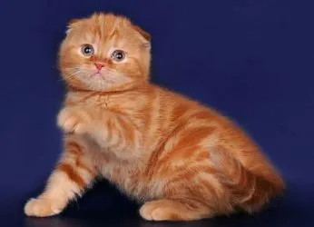 Scottish fold