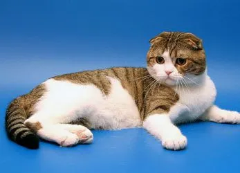 Scottish fold