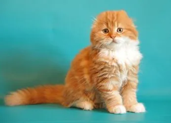 Scottish fold