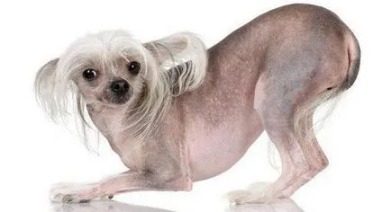 Chineză Crested descriere câine de rasă, de îngrijire, preturi