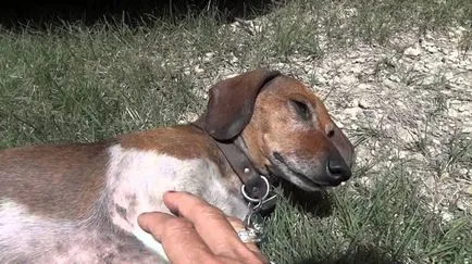 Dog moare - ce să facă