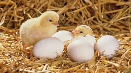 Câte ouă de pui trapei atunci când pui poyavlyayutchya (ouă) Câte ouă de pui magaziilor atunci când pui poyavlyayutchya