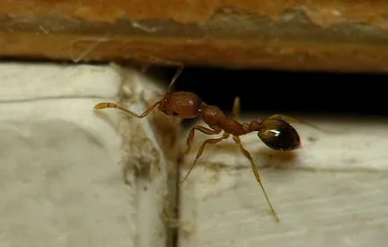 Chilopod acasă - cum să scape