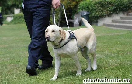 câine ghid