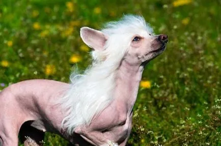 Chineză Crested descriere câine de rasă, de îngrijire, preturi