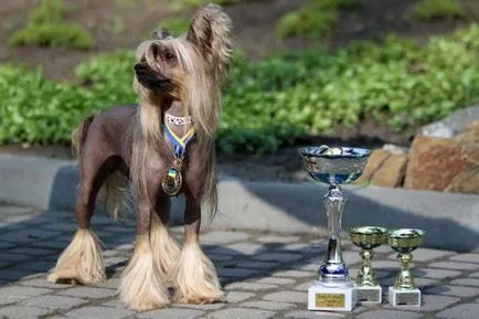 Chineză Crested descriere câine de rasă, de îngrijire, preturi