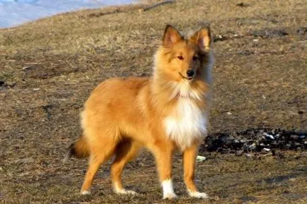 Un câine, ca o vulpe, stâncă, cu părul roșu mic câine