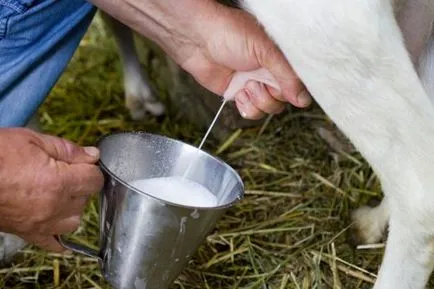 Cât de mult lapte o capră dă o zi cum să crească randamentul de lapte (de capră) Cât de mult lapte o capră dă o zi cum să crească producția de lapte