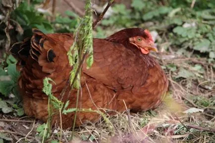 Câte zile pentru a hatch ouă de pui descriere, foto și video de revizuire