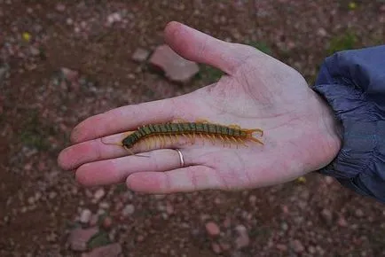 Centipede orice pericol pentru persoana arata ca, ls