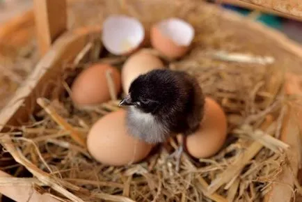 Câte zile pentru a hatch ouă de pui de pui