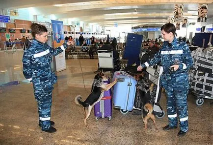 Sulimov câine - șacalul câine hibrid - quadroon - shakalayka - Câini Aeroflot