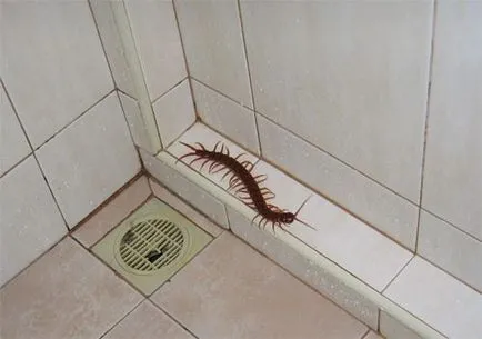 centiped Crimeea în casă pentru a scăpa de remedii populare (a scăpa de) centiped Crimeea în casă pentru a scăpa de remedii populare