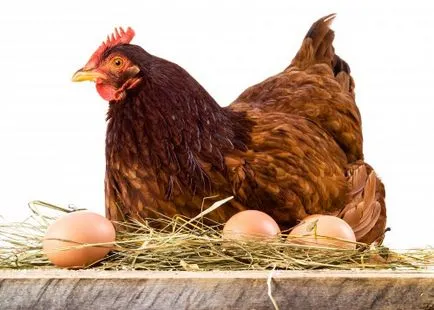 Câte zile pentru a hatch ouă de pui de pui