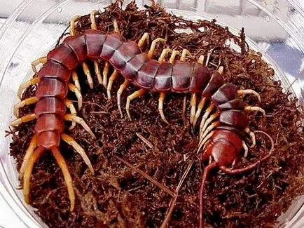 Centipede orice pericol pentru persoana arata ca, ls