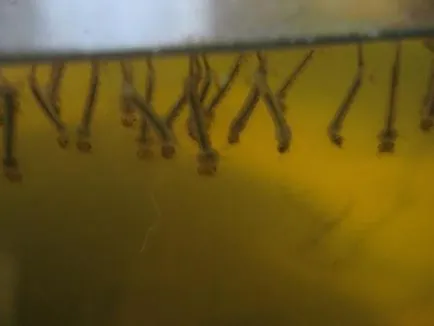 Cât de multe vieți Mosquito