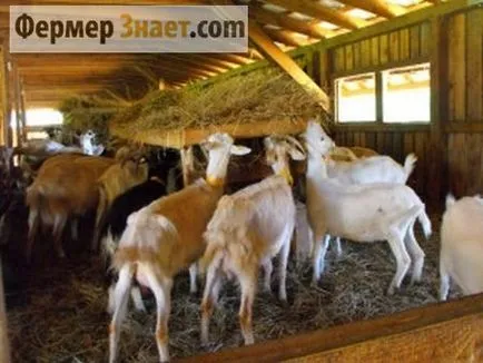 Câți litri de lapte o capră dă o zi și modul de îmbunătățire a acestor indicatori (lapte) Câți litri de lapte o capră dă o zi și modul de îmbunătățire a acestor indicatori