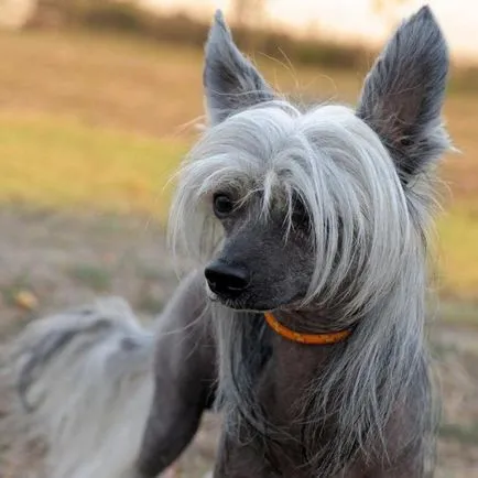 Chineză Crested descriere câine de rasă, de îngrijire, preturi