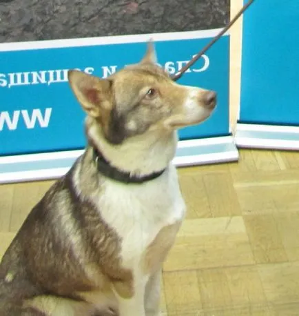 Sulimov câine, ea Shalaika, ea shakalayka (shakalayka) Sulimov câine, ea Shalaika, ea shakalayka