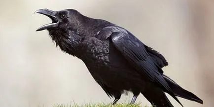 Interpretare vis negru Raven ce vise negru cioara într-un vis (negru) Interpretare vis negru Raven ce vise negru cioara într-un vis