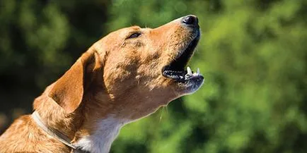 Vis câine latră Interpretare vise ce latră câinele într-un vis (câine) Interpretare vis câine latră ce visează lătrat de câine într-un vis