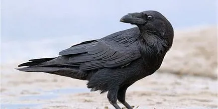 Interpretare vis negru Raven ce vise negru cioara într-un vis (ce) Interpretare vis negru Raven ce vise negru cioara într-un vis