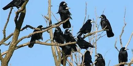 Interpretare vis negru Raven ce vise negru cioara într-un vis (ce) Interpretare vis negru Raven ce vise negru cioara într-un vis