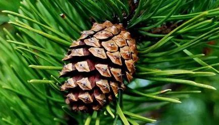 conuri de pin pin bărbați și femei obișnuite, dimensiunea, structura, densitatea și structura în fotografie (umflături) conuri de pin de pin oameni obișnuiți, dimensiunea, structura, densitatea si structura din fotografie