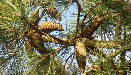 conuri de pin de pin oameni obișnuiți, dimensiunea, structura, densitatea si structura din fotografie (pin) conuri de pin de pin oameni obișnuiți, dimensiunea, structura, densitatea si structura din fotografie