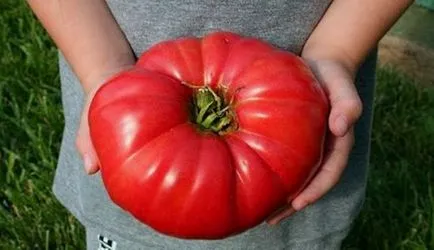 Soiuri de tomate pentru câmp deschis cel mai bun roșii