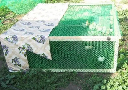 Sfaturi privind amenajarea terminat coop de pui, țarc și cutie de montaj pentru puii de găină (pui) Sfaturi privind amenajarea terminat coop de pui, țarc și cutie de montaj pentru puii de găină
